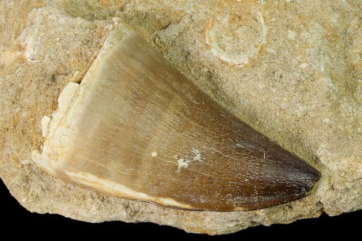 Mosasaur (Prognathodon) Tooth In Rock - Morocco #143736